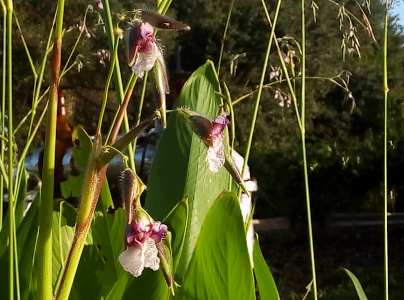 [A close view of flowers with white and purple petals on very long very thin stems protruding from tall wide green leaves. The flower is somewhat trumpet shaped.]